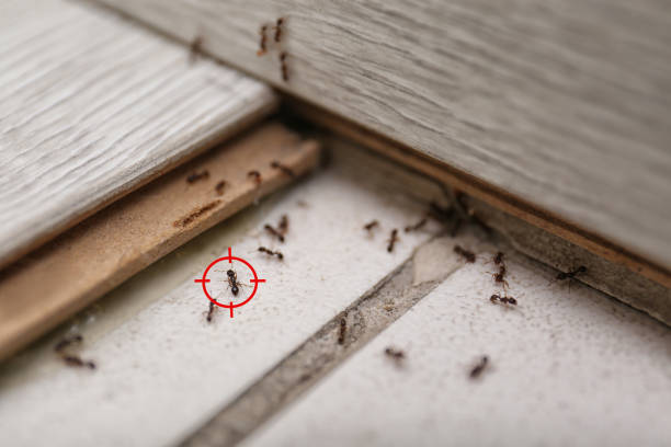 Best Wildlife Control Services  in Leonville, LA