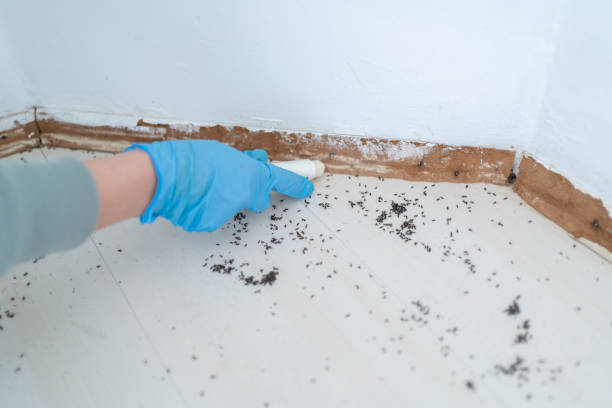 Best Insect Control  in Leonville, LA